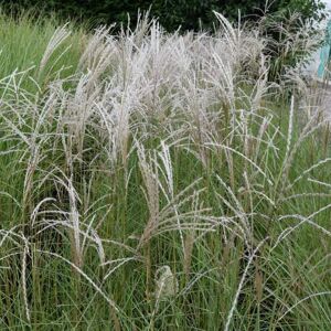 Miscanthus sinensis 'Flamingo' ---